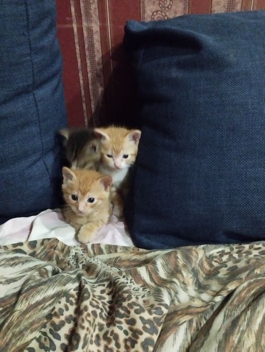 Братик з сестричкою шукають домівку.