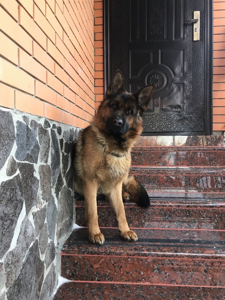 Німецька вівчарка, вязка