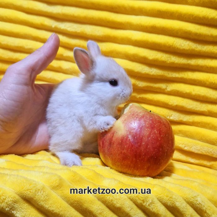 Супер миник в невероятно редком окрасе