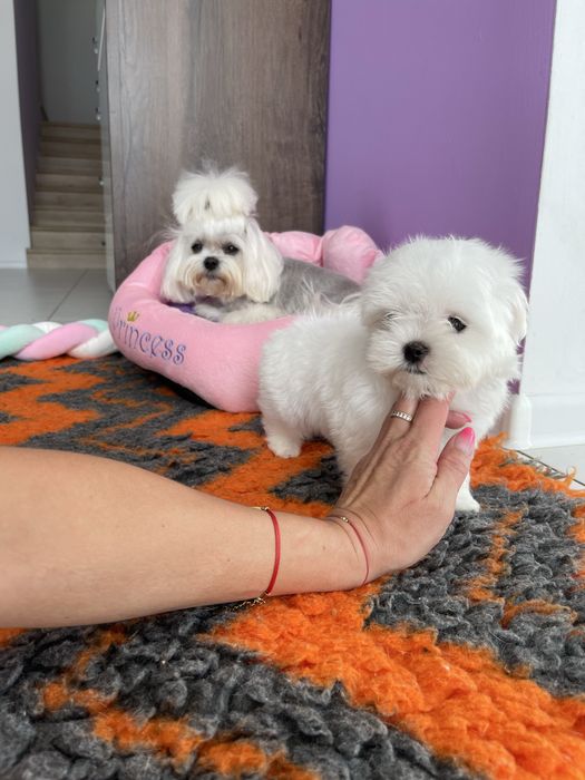 Bezik malutki piesio maltanczyk