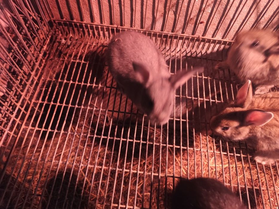 Coelhos anões pequenos