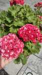 Pelargonia mix kolekcjonerska