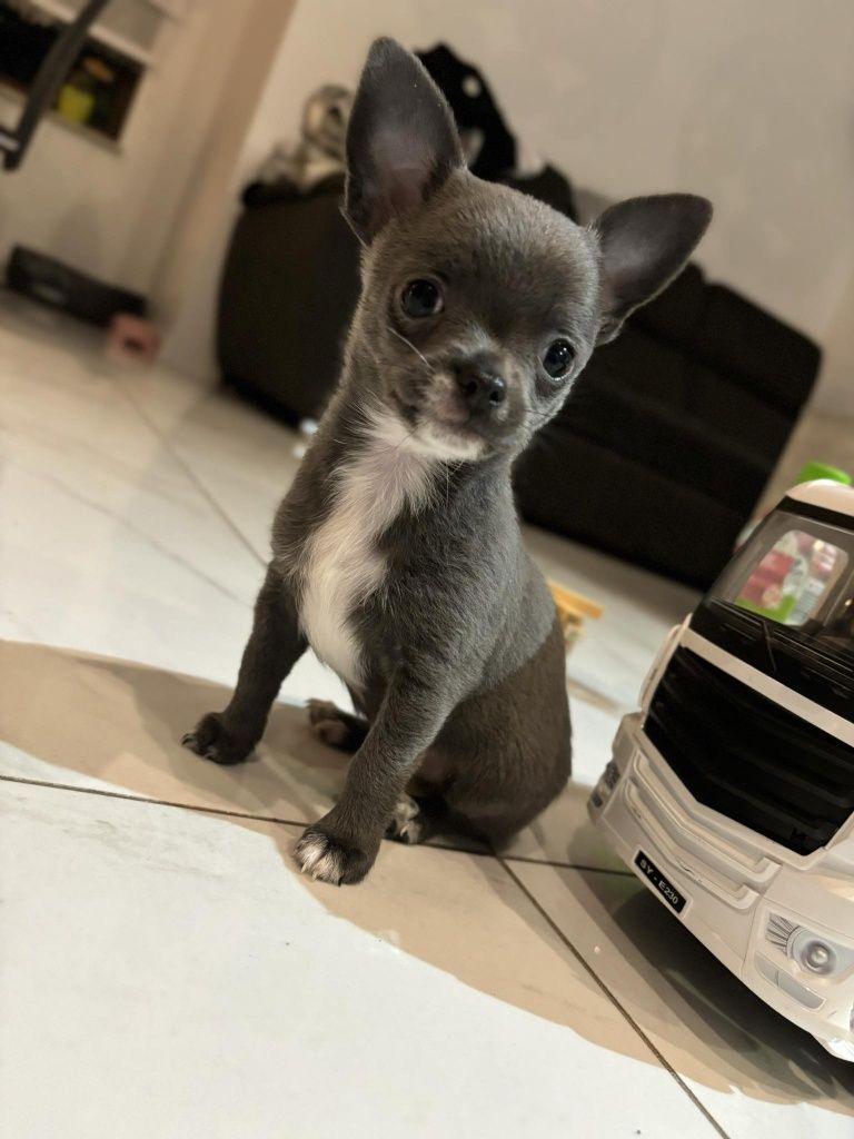 Chihuahua Piesek Blue gotowy do odbioru