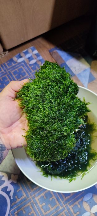 Sprzedam mech do akwarium