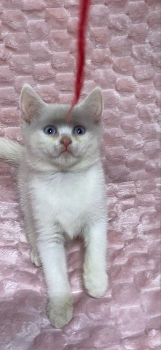 Голубоокій блондин , хлопчик