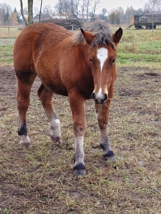Sprzedam źrebke odsiadkę księga główna