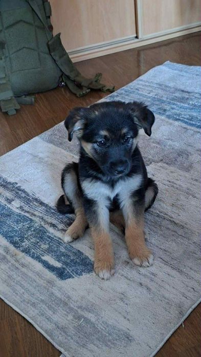 Sczeniak 7 tygodni  Bella