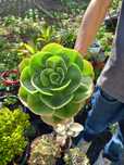 Suculentas baratas