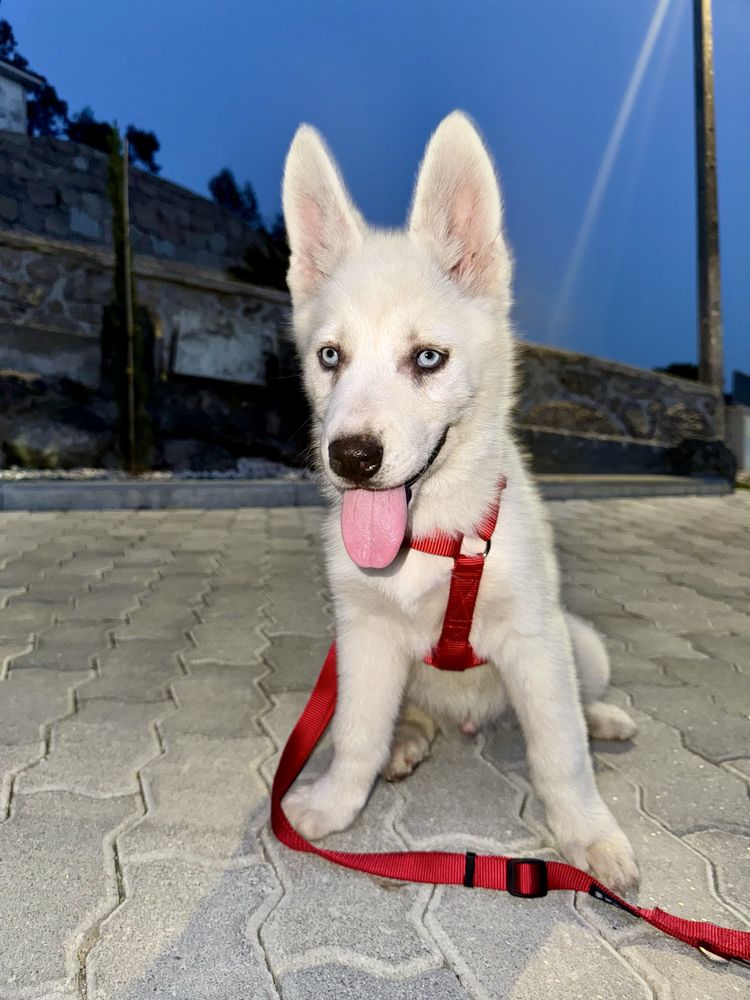 Husky siberiano clop pedigree