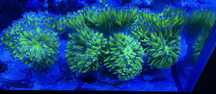 Coral euphyllia paradivisa