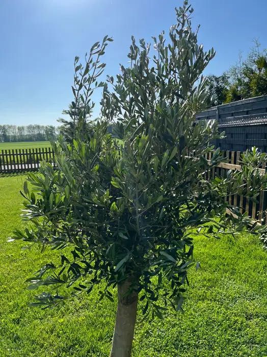 Drzewa oliwne,oliwka, 25l, z plantacji holenderskiej,do -15C,170-200cm