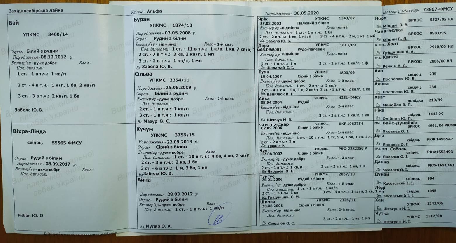 Продаються щенята зсл.
