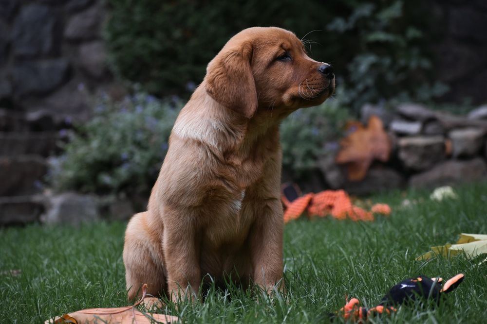 Хлопчик фоксред лабрадор