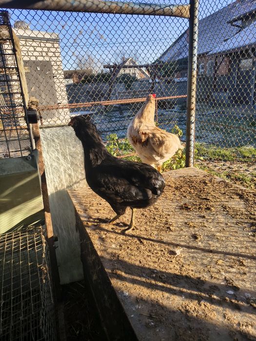 Araukany 2 kury i kogut