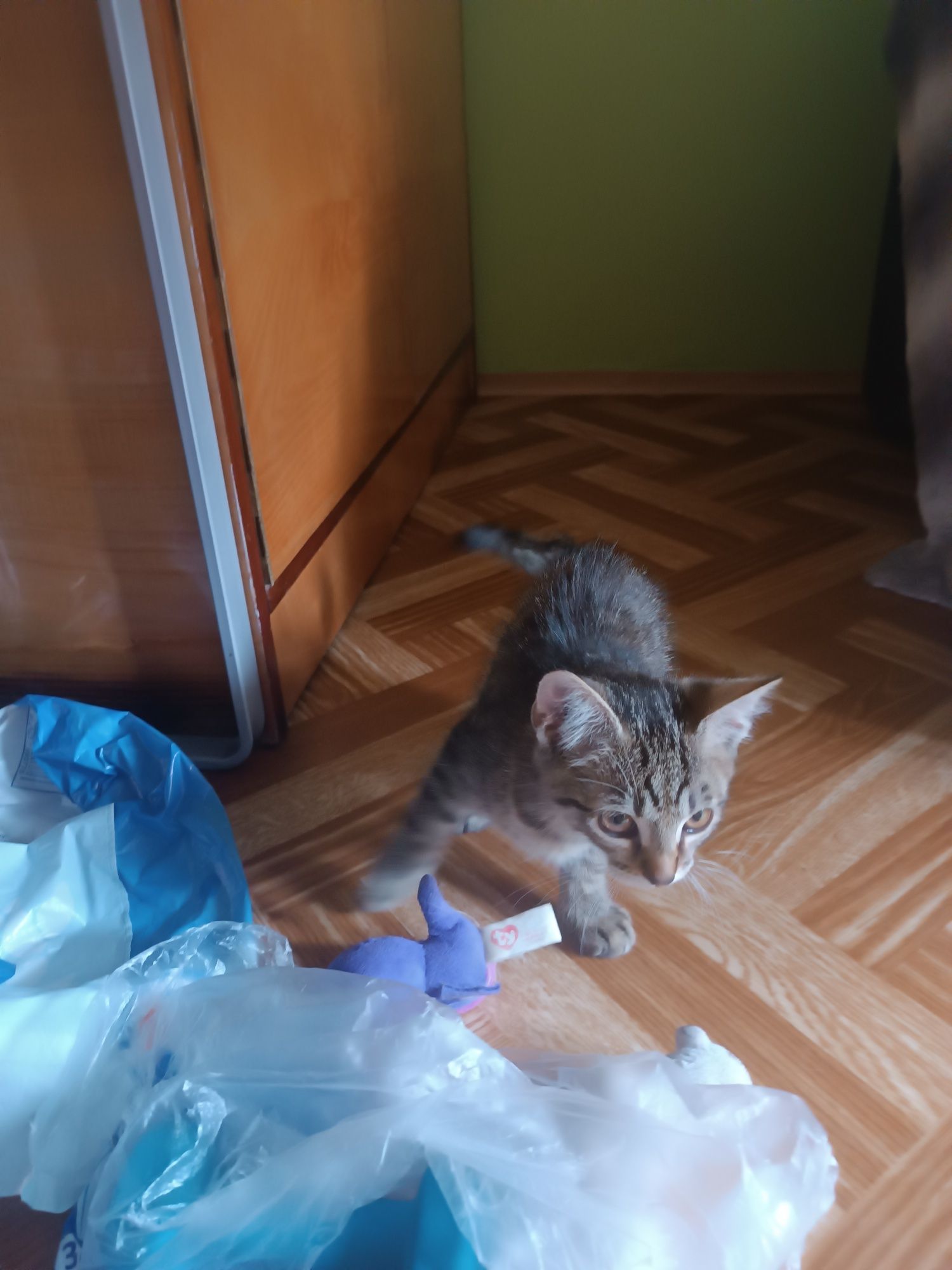 Oddam w dobre ręce kotki