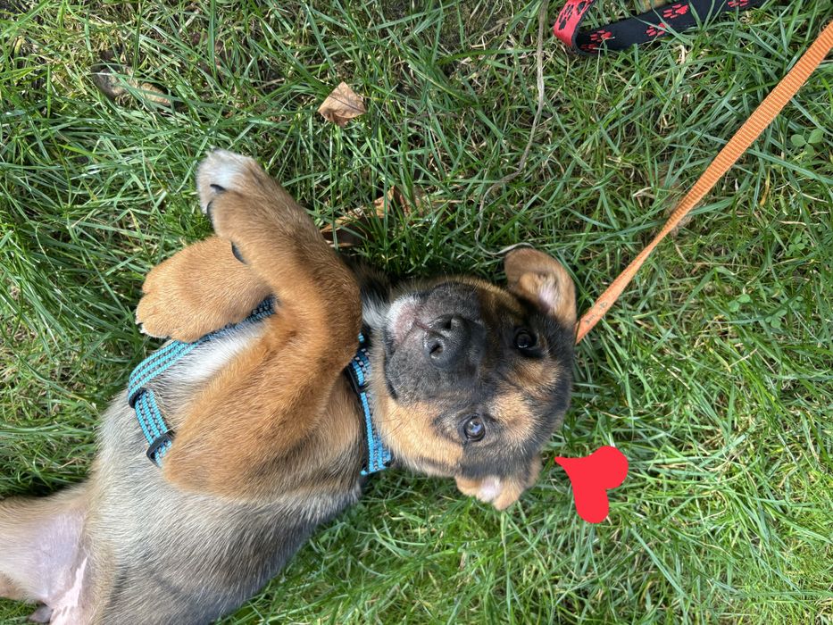 ODDAM Suke szczeniak