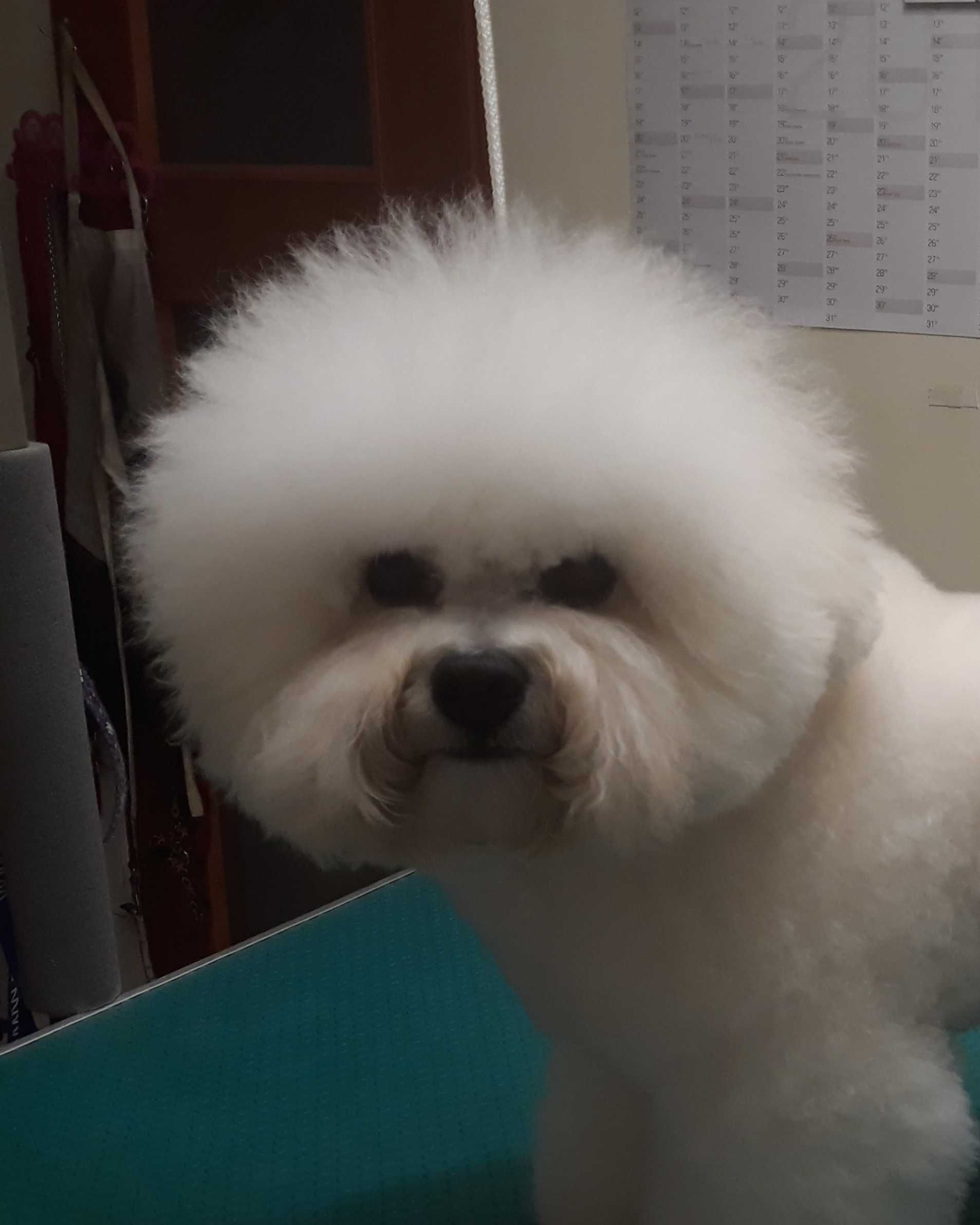 Bichon frise FCI po Multichampionie.