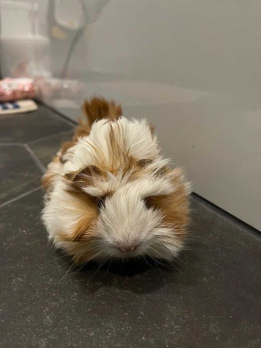 Морські свинки, свинки морські.