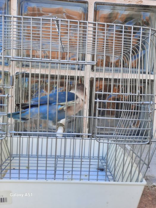 Agapornis Personata 2025 mais gaiola