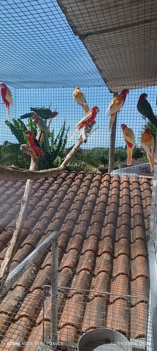 Roselas eximius e penantes