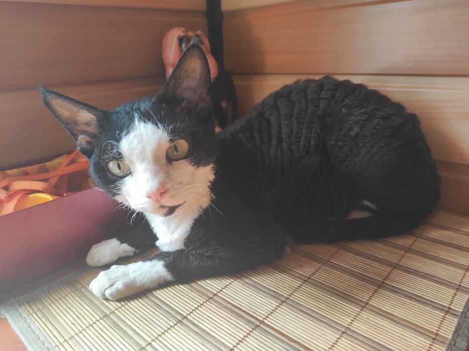 Кот Вязка  Девон Рекс