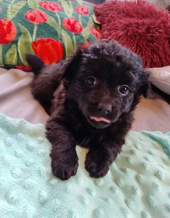 Czarne cudne maleństwo Daisy