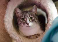 Лагідна маленька Віола - 7міс - шукає родину! котенок кошеня  кішка