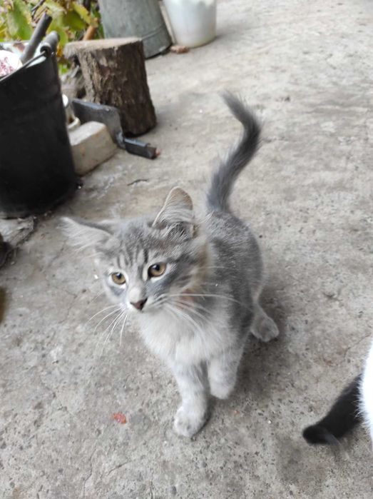 Кошеня, котенок, кот, кошечка.