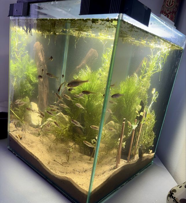 Piękne gotowe Akwarium kostka do 35l , LED pcv pokrywa rosliny ryby !