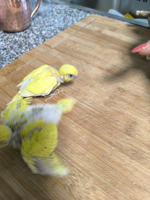 Piriquitos para acabar de criar a mão