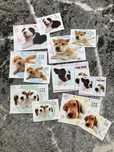Karteczki do segregatora The Dog 90szt