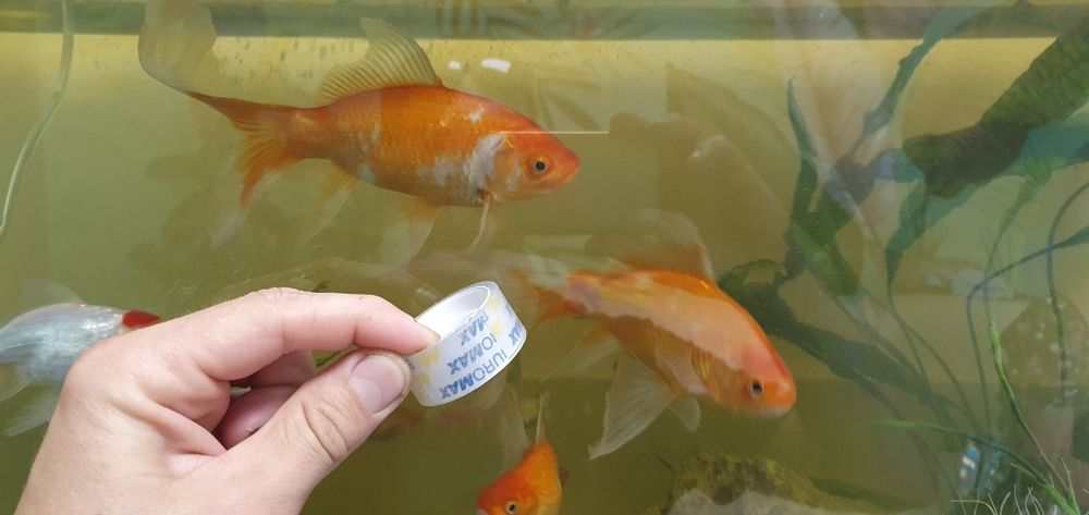 Рыбка золотая комета 15 см./обмен