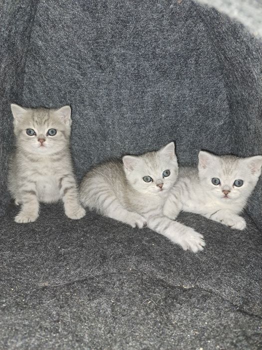 Пропонуємо чистокровних британських кошенят чистої крові є срібна шинш