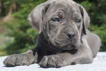 Szczeniak Cane Corso ZKwP FCI