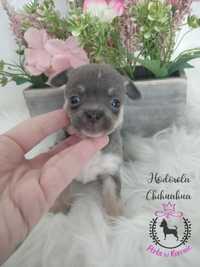 Niebieska dziewczynka_Chihuahua ZAREZERWOWANA