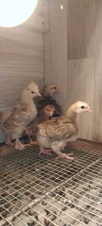Цыплята 3,5 недели