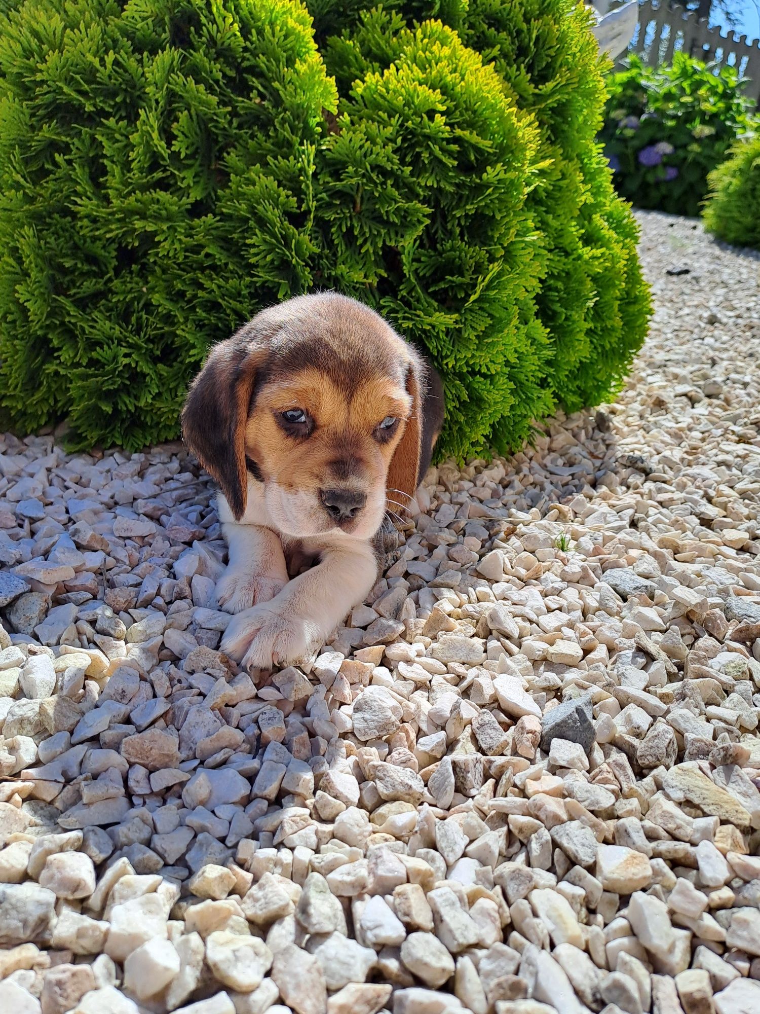 Piesek beagle tricolor.