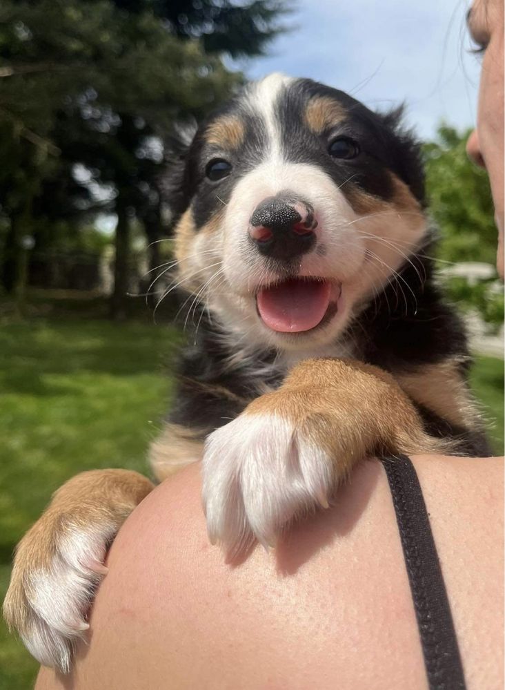 Piesek Border Collie Tricolor brązowy z Rodowodem + bogata wyprawka