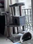Arranhadore gato