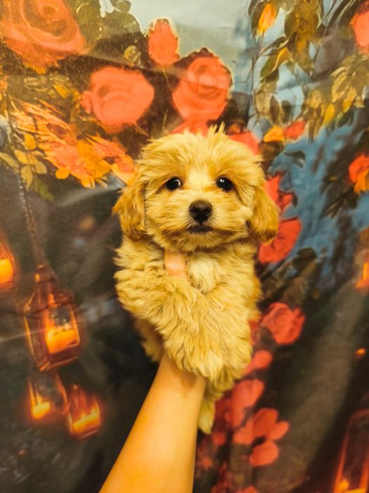 Maltipoo XXS chłopiec badania genetyczne rodowód pudel toy maltańczyk