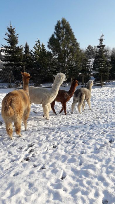 Alpaki , młode samce i samiczki .