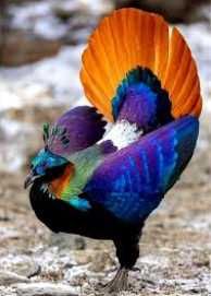 Faisão Monal dos Himalaias