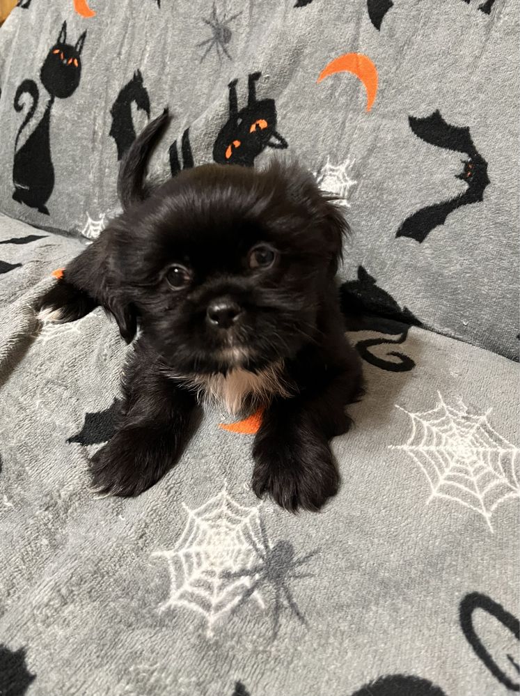 Shih tzu piesek