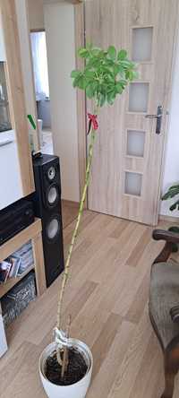 Szeflera, kwiat doniczkowy 150cm