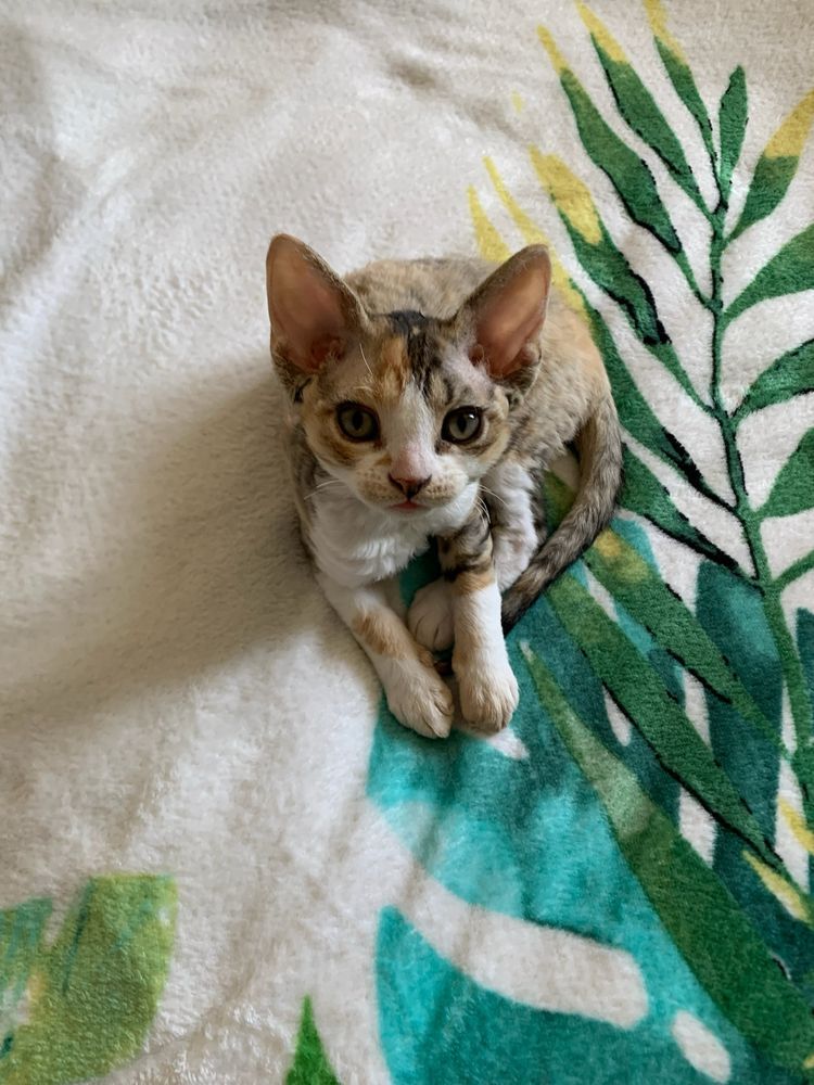 Koteczka Devon Rex