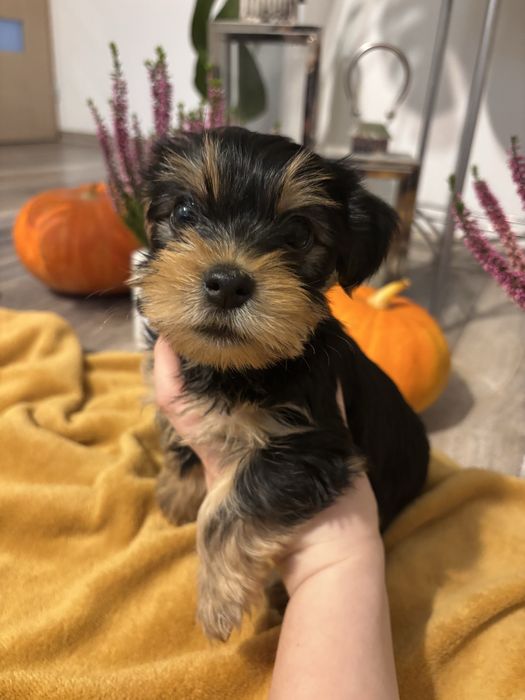 Piesek Yorkshire Terrier