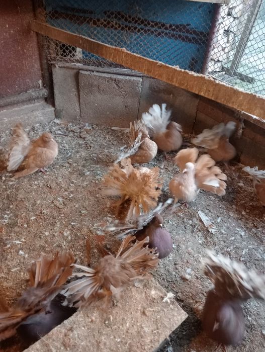 Pawik pawiki pary i pojedyncze sztuki