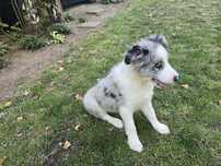 Border collie Związek Kynologiczny w Polsce