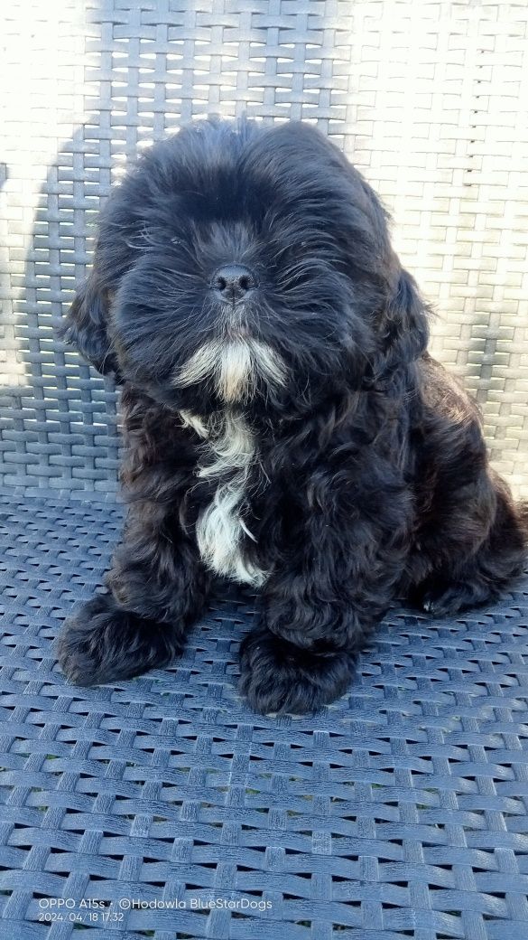 Piesek shih tzu czarny