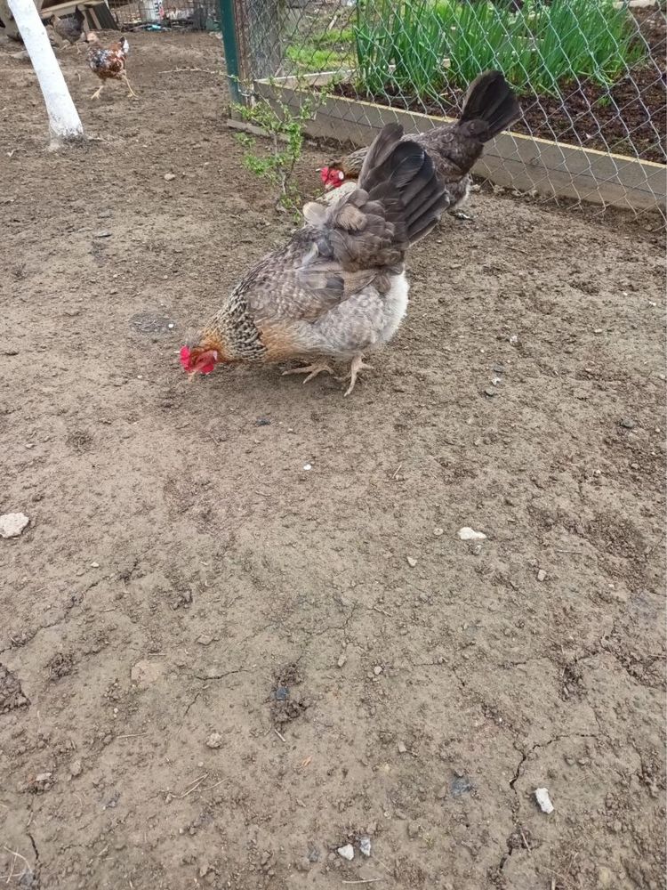 Australorp,araukana  Tenczanka białoczub